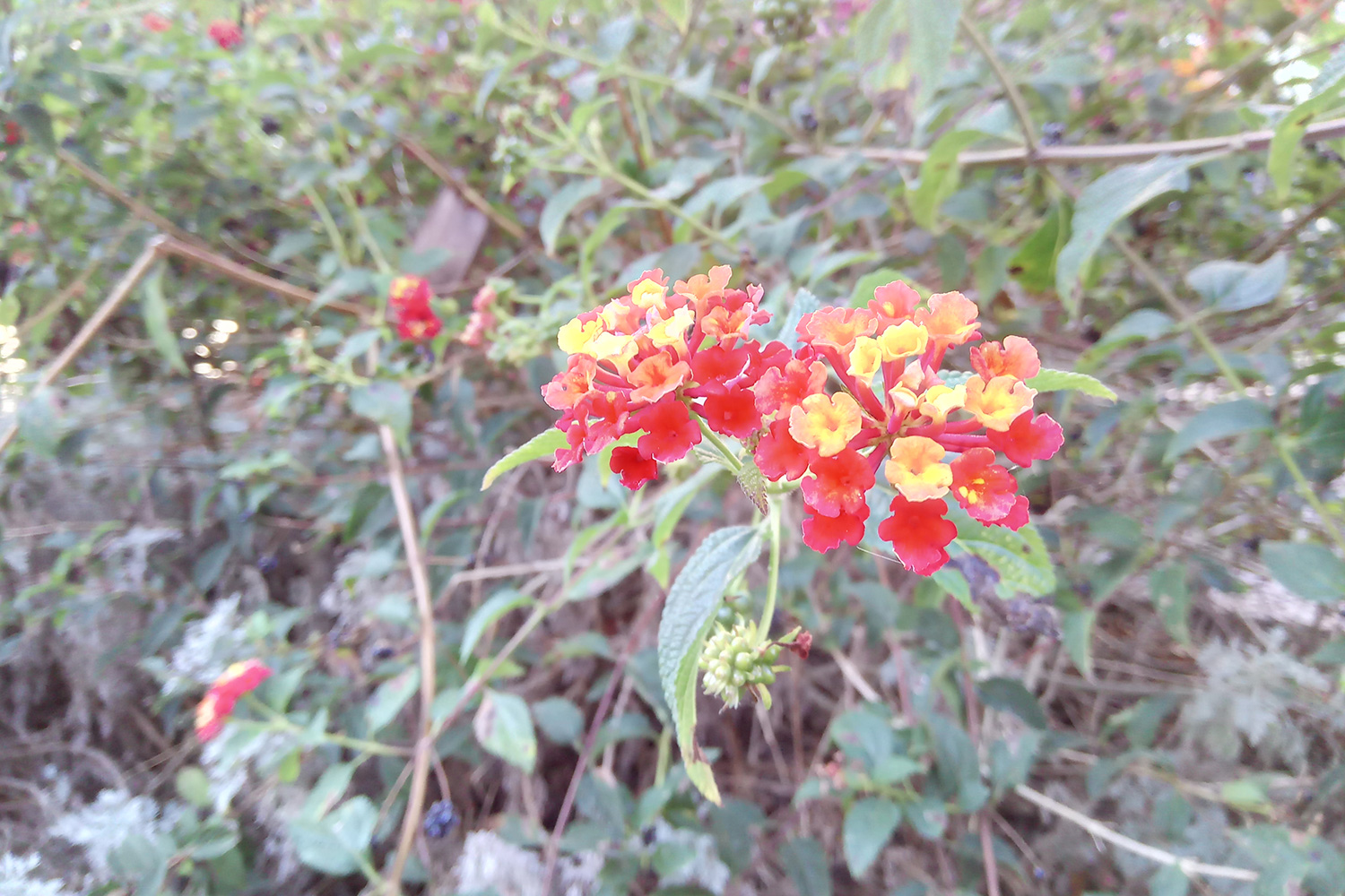 cat s41 review camera sample red yellow flowers