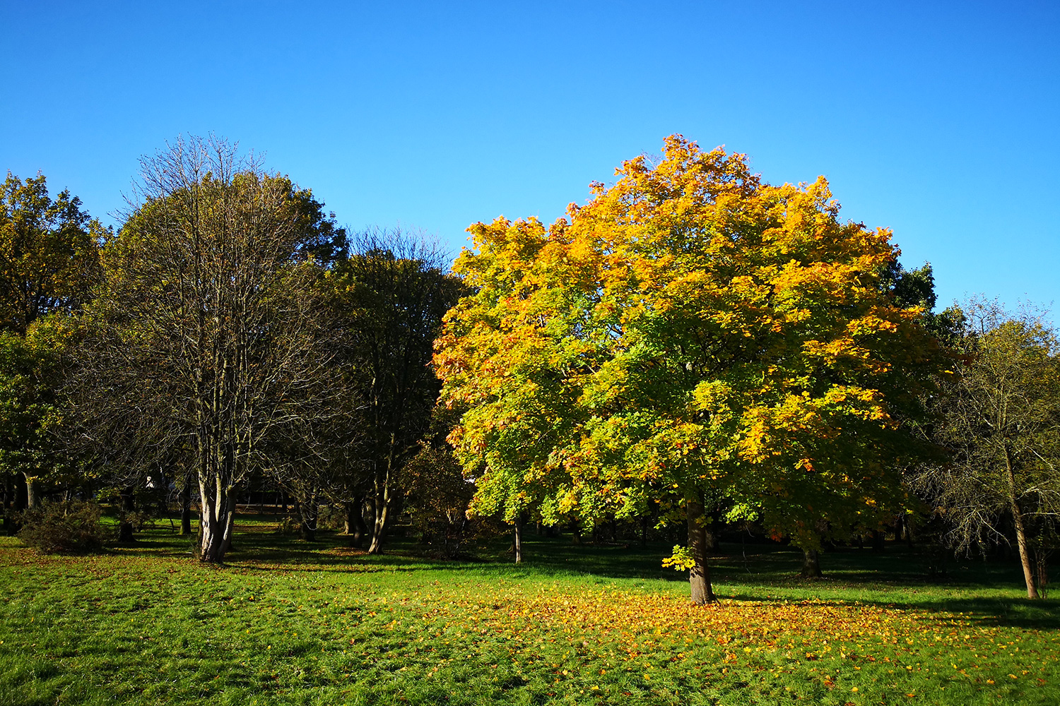 Huawei Mate 10 Pro camera sample tree