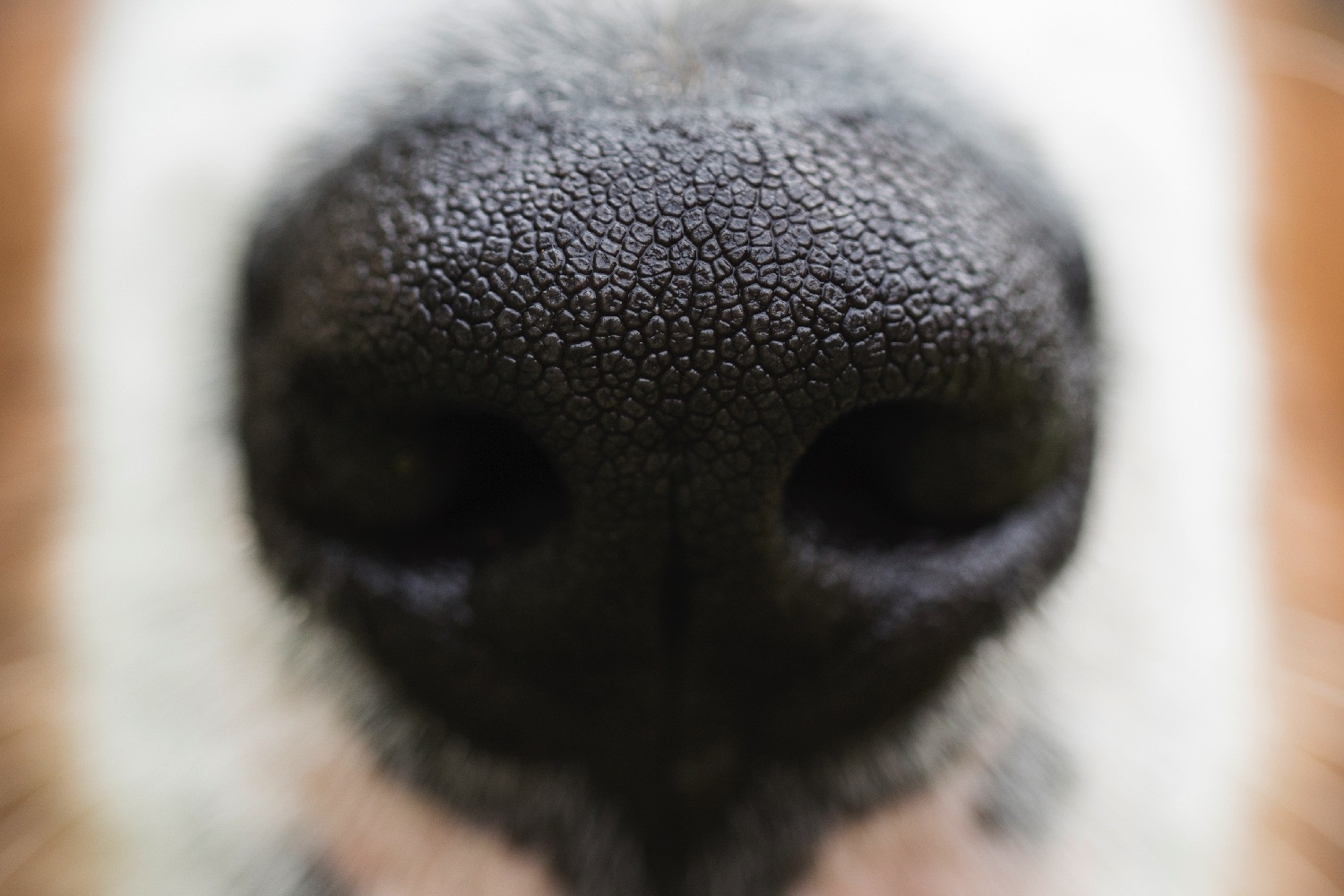 electronic nose sniffs stool gettyimages 836200750