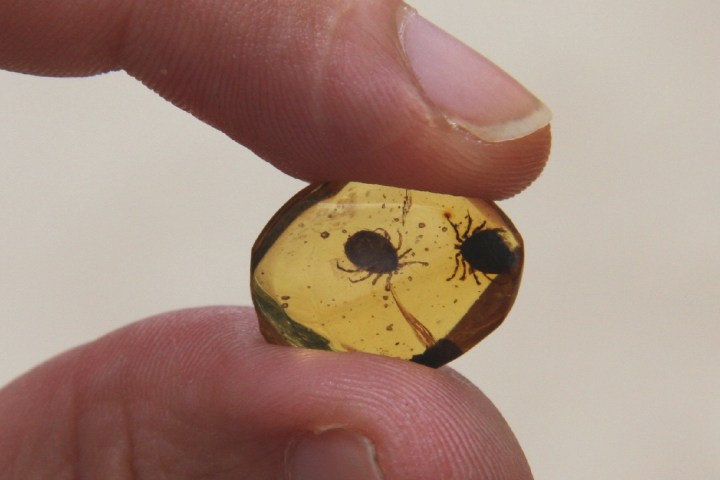 dinosaur amber ticks two of the new family deinocrotonidae in same piece from myanmar  photo e pe alver