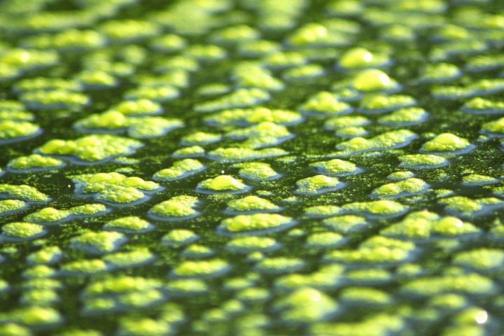 algae bio cell cambridge covered water
