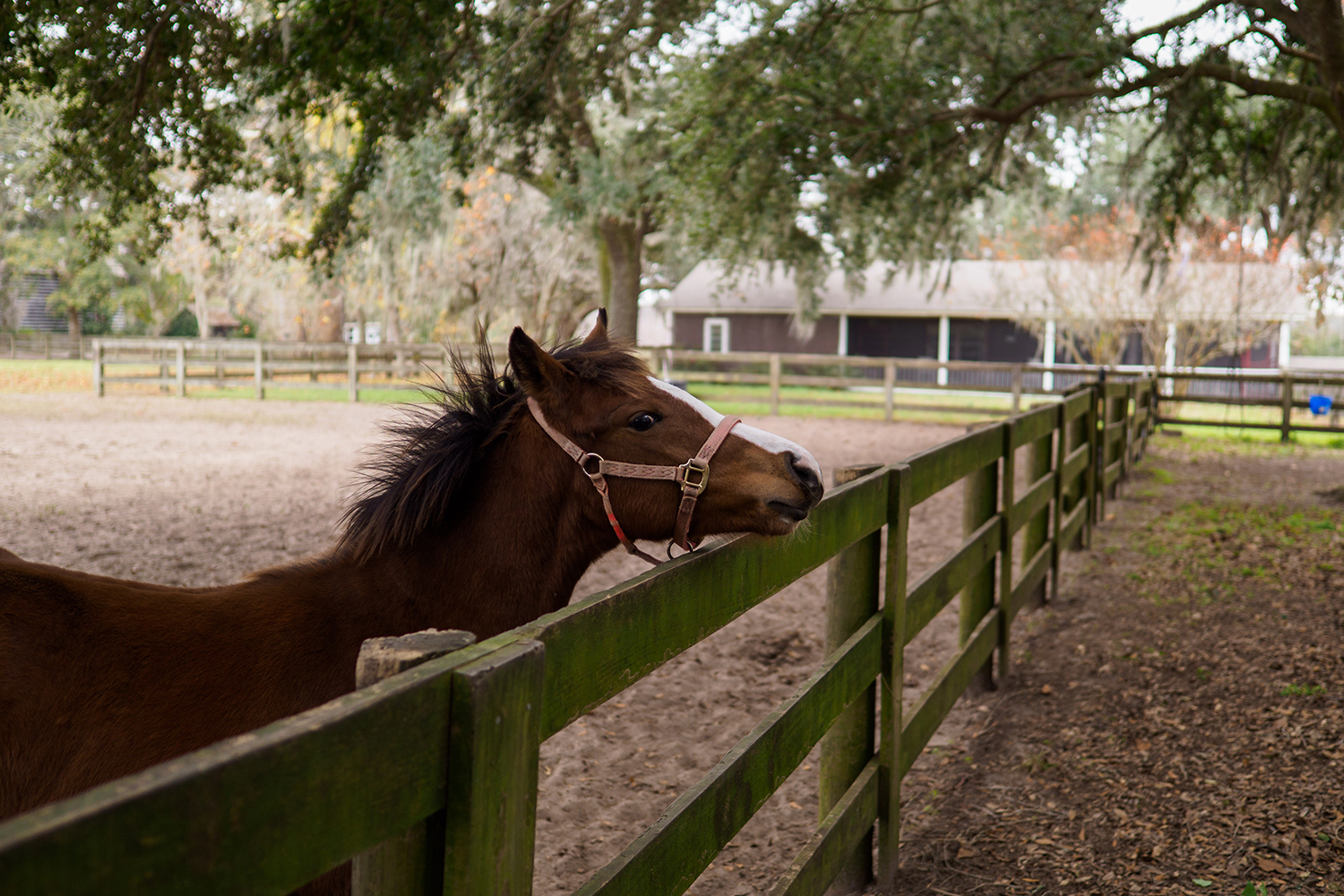 Olympus M.Zuiko 17mm F1.2 Pro sample horse