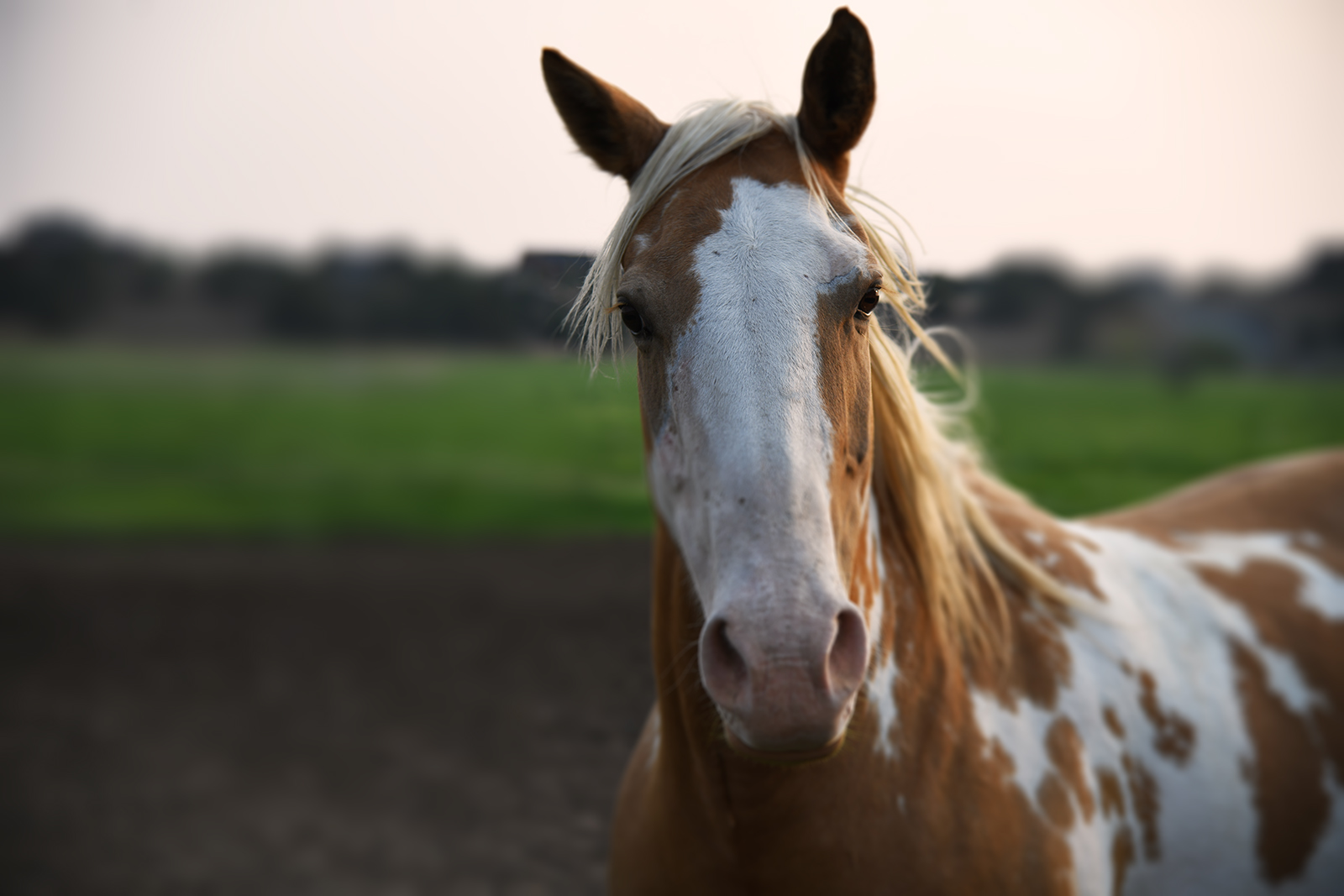 How to Blur a Background in Photoshop (Realistically) in Minutes | Digital  Trends