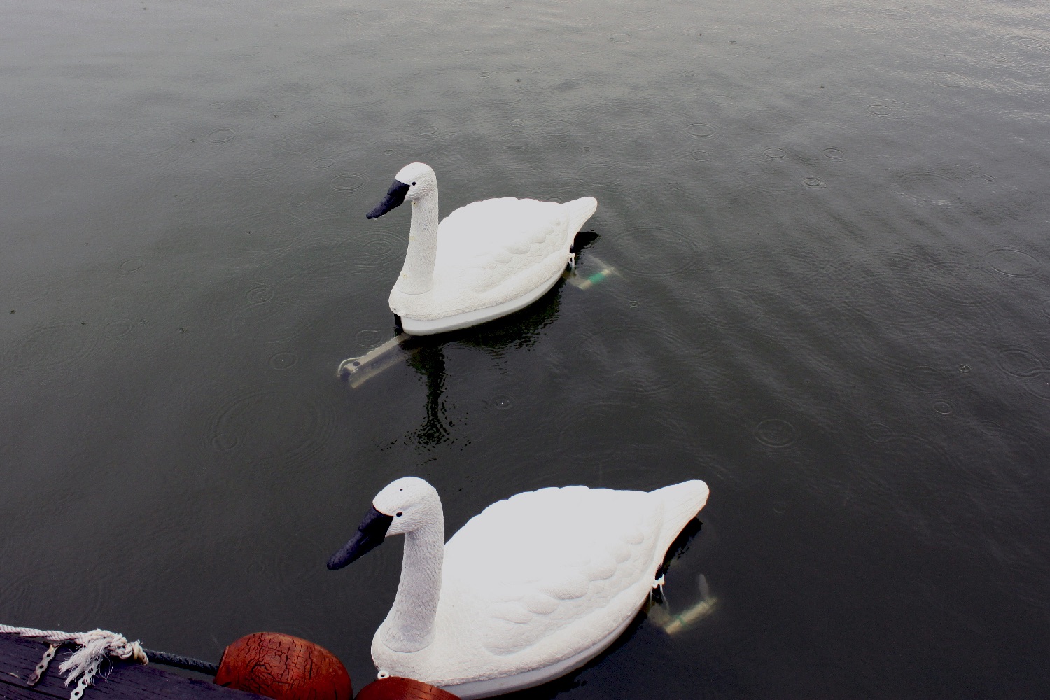 robot swan water quality img 9130