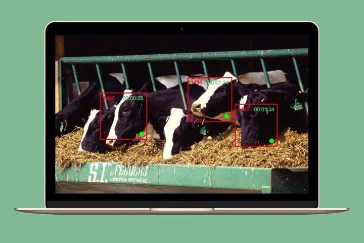 facial recognition on cows for healthy dairy cargill cainthus predictive imaging