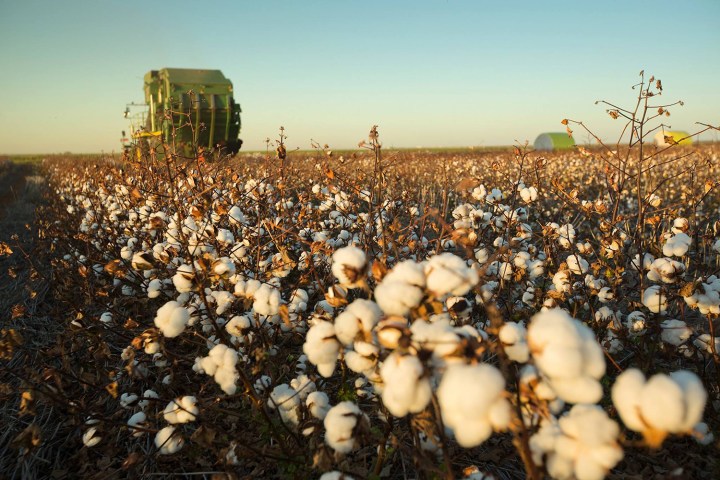 Indigo Agriculture cotton