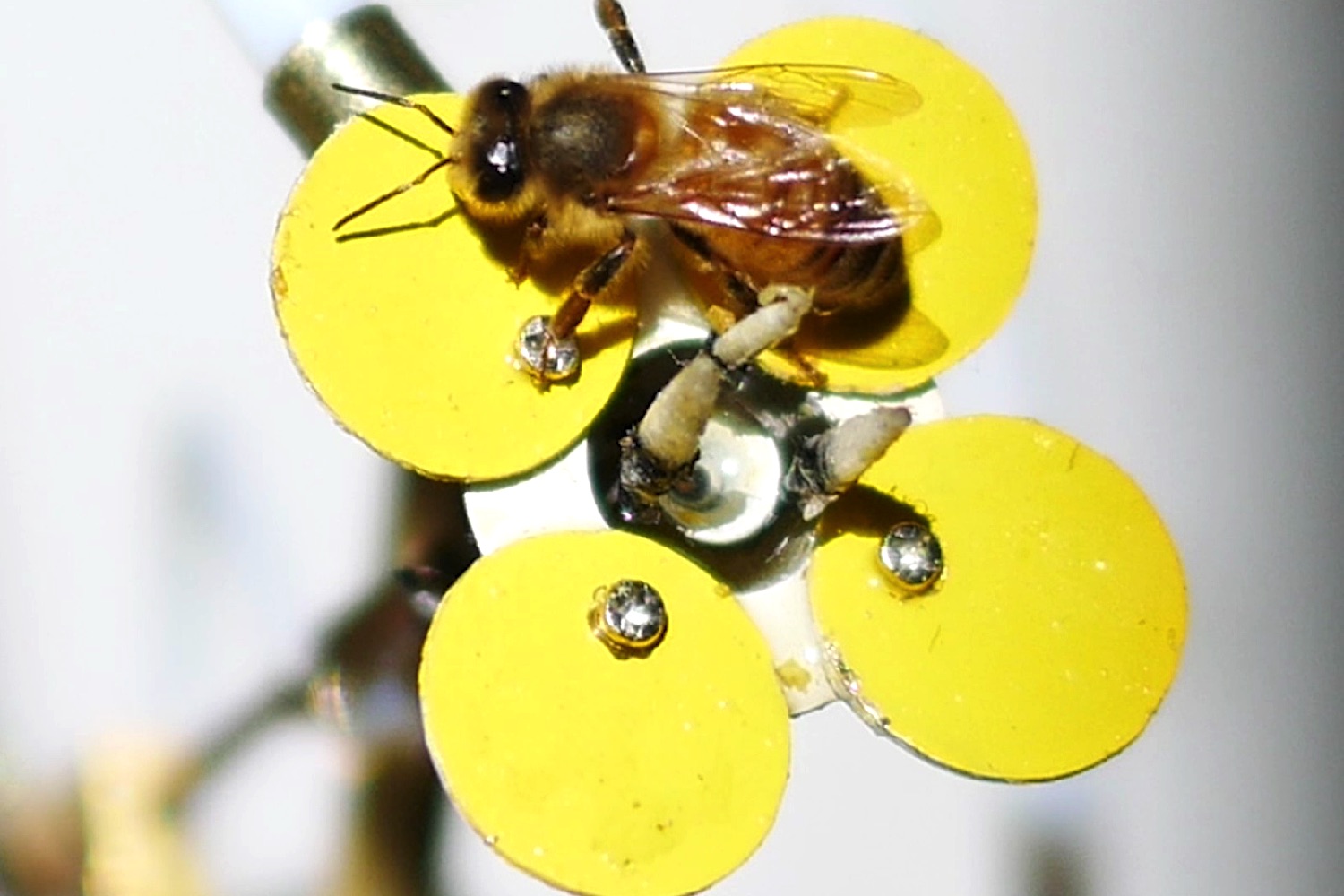 bee attracting robo flower video still 05