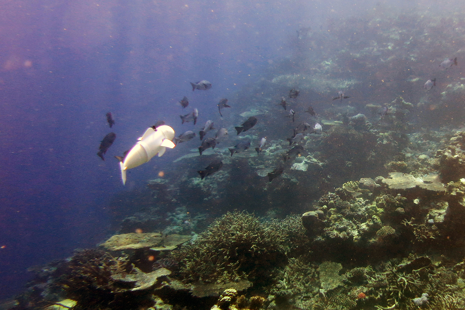 MIT's Soft Robotic Fish Swims Among Real Fish in Fiji