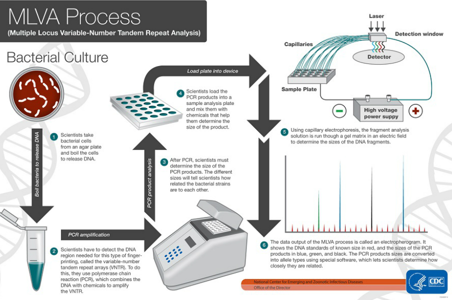 CDC PulseNet Tracks Bacteria DNA in Food Poisoning Outbreaks | Digital ...