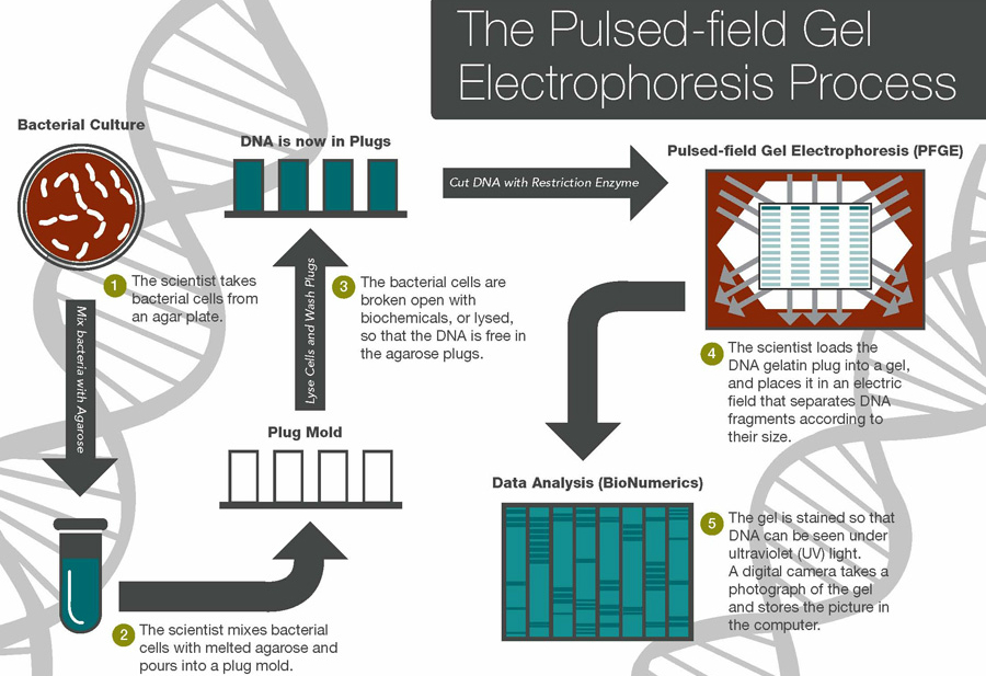 CDC PulseNet Tracks Bacteria DNA in Food Poisoning Outbreaks | Digital ...