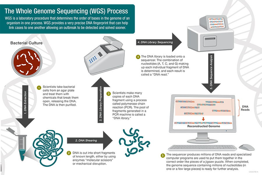 CDC PulseNet Tracks Bacteria DNA in Food Poisoning Outbreaks | Digital ...