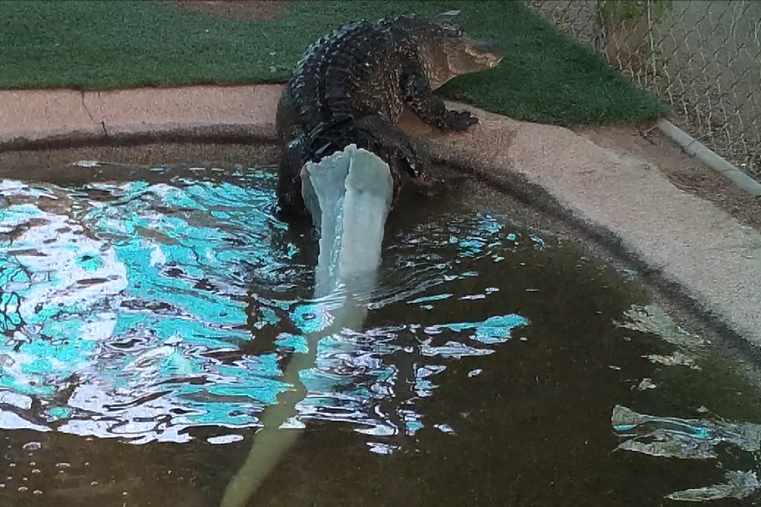 3d printed alligator tail climbing out of pond