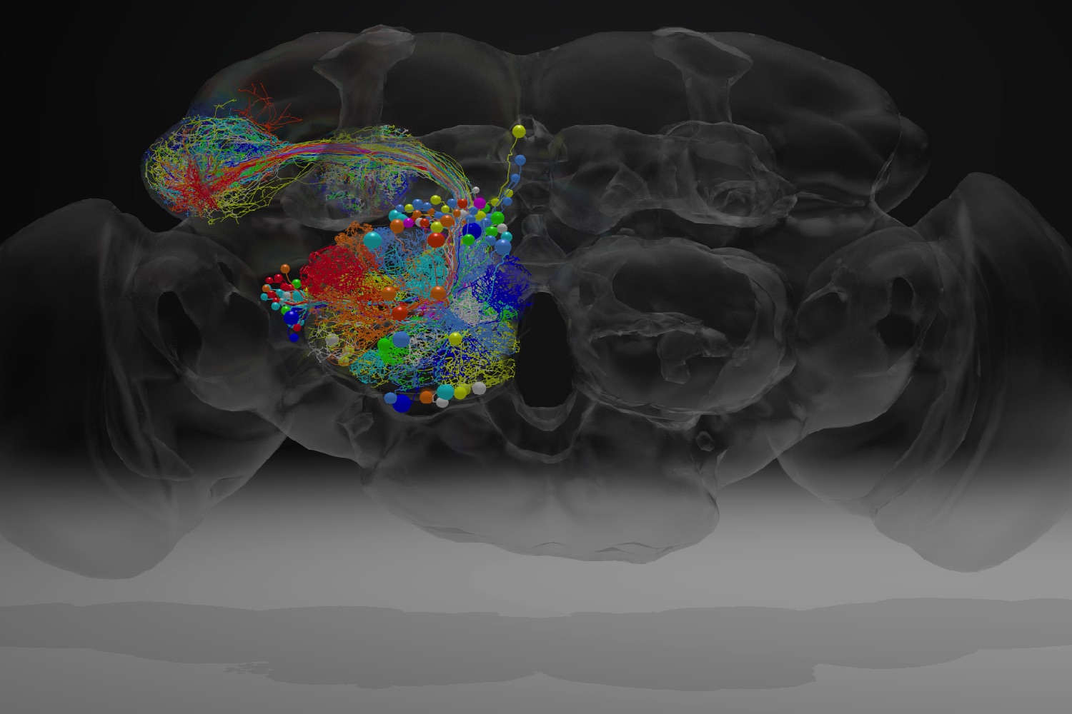 Fly Brain Scan Feast Your Eyes On The World’s Most Detailed Image of a Fruit Fly Brain ...