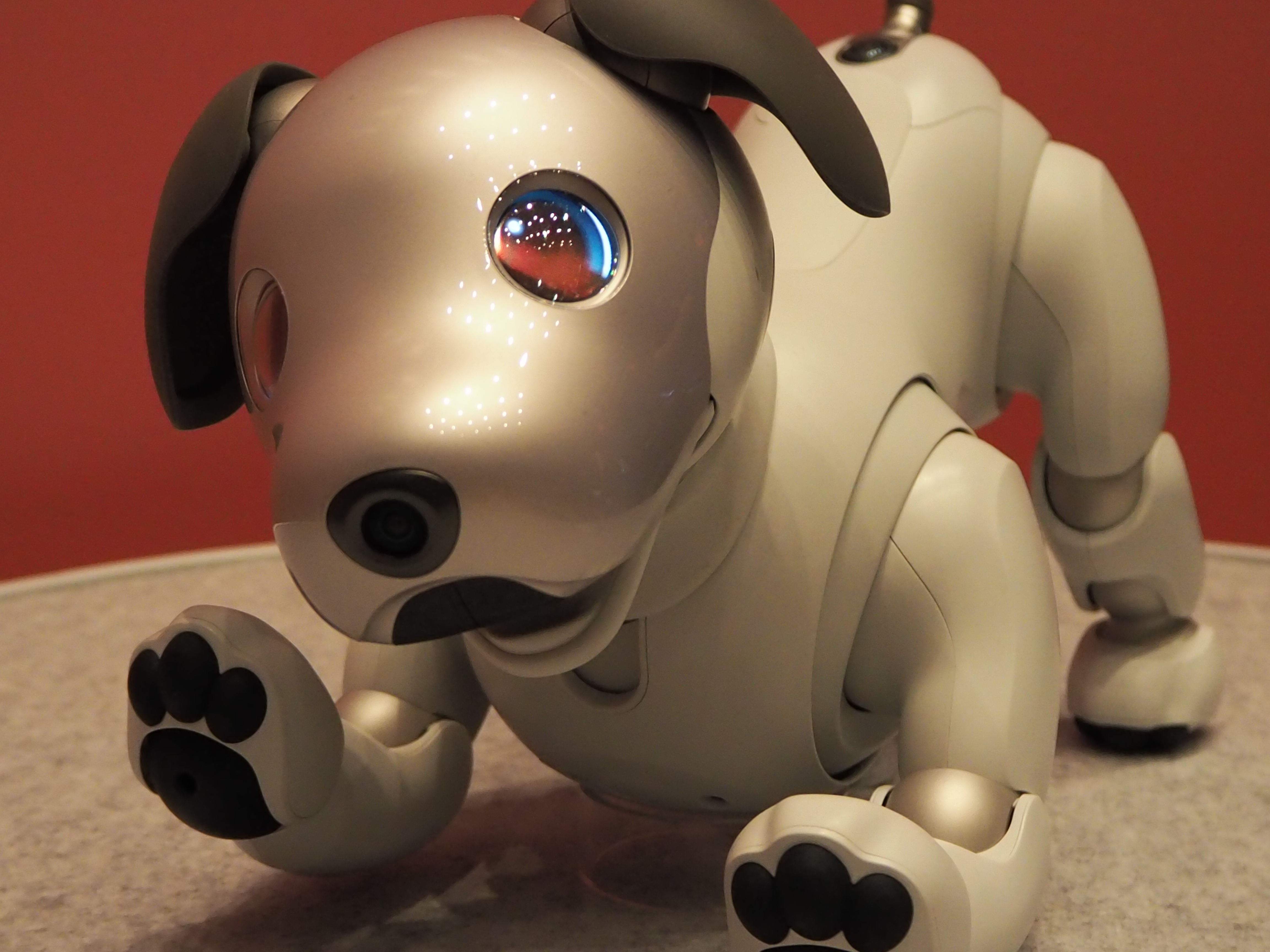 limited First Litter Edition Aibo