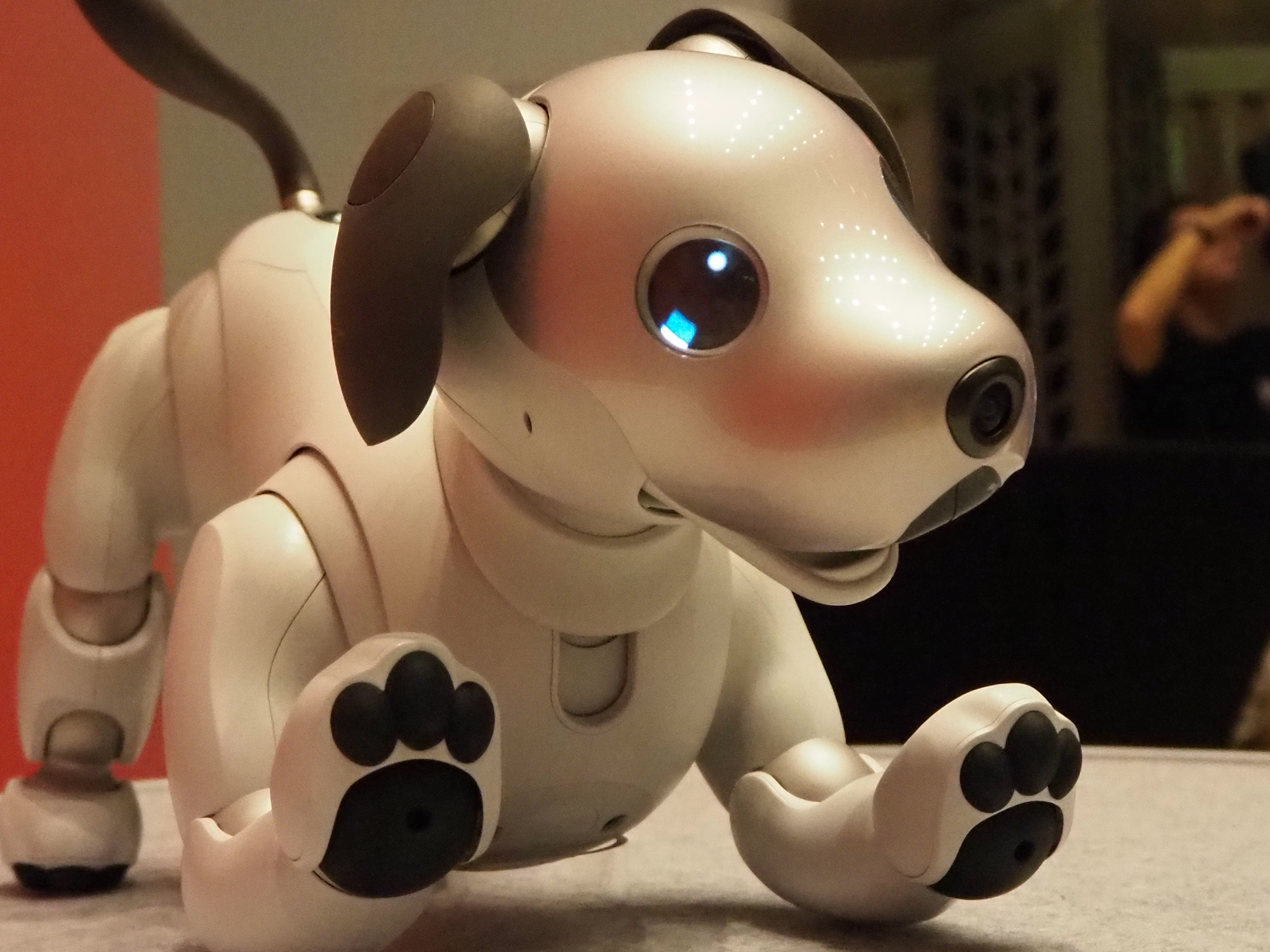 limited First Litter Edition Aibo
