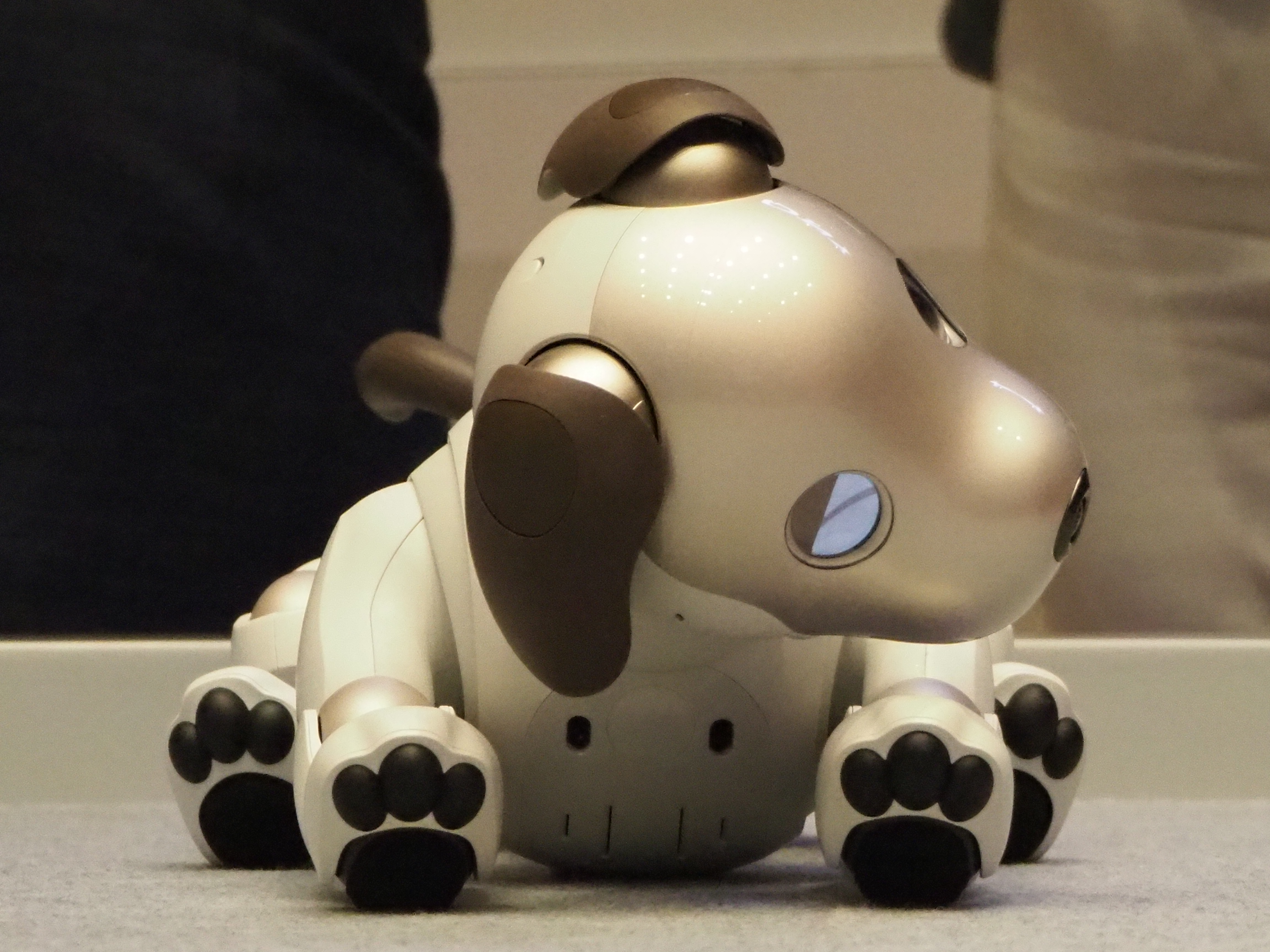 limited First Litter Edition Aibo