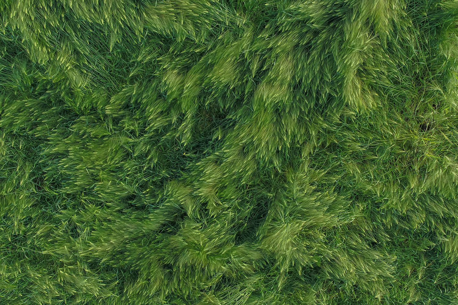 best drone photos grass