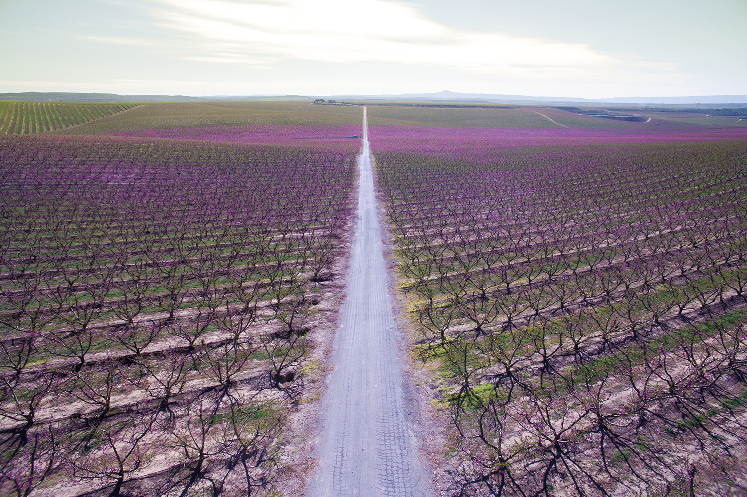 best drone photos aerial picture taken with of a beautiful long straight road between the blooming trees during spring time i