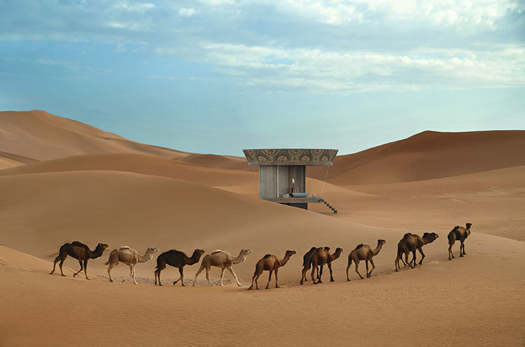 ib studio casa ojal dromedary camels walking in the sahara desert morocco