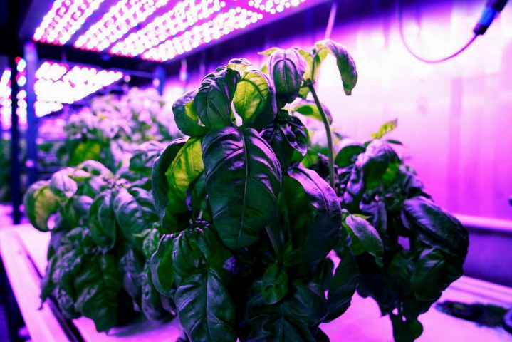 Basil in MIT’s Open Agriculture Initiative