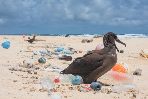 bird on beach surrounded by plastic