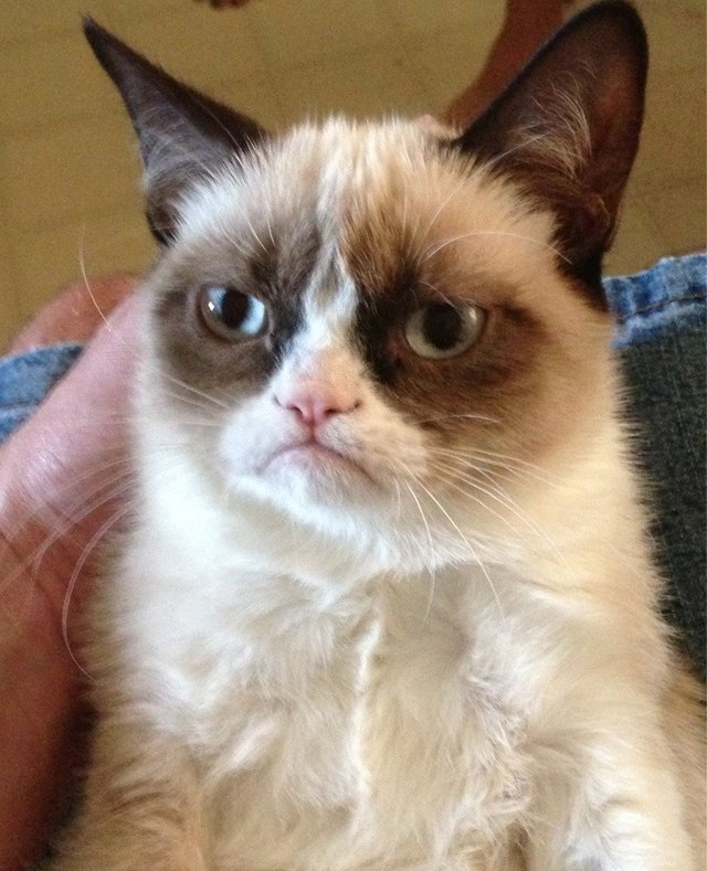 Grumpy Cat: World Bids Farewell To Meme Sensation