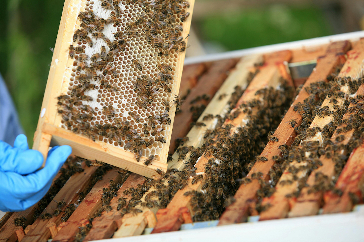 bentley motors creates a buzz as it enters the honey business bees 3