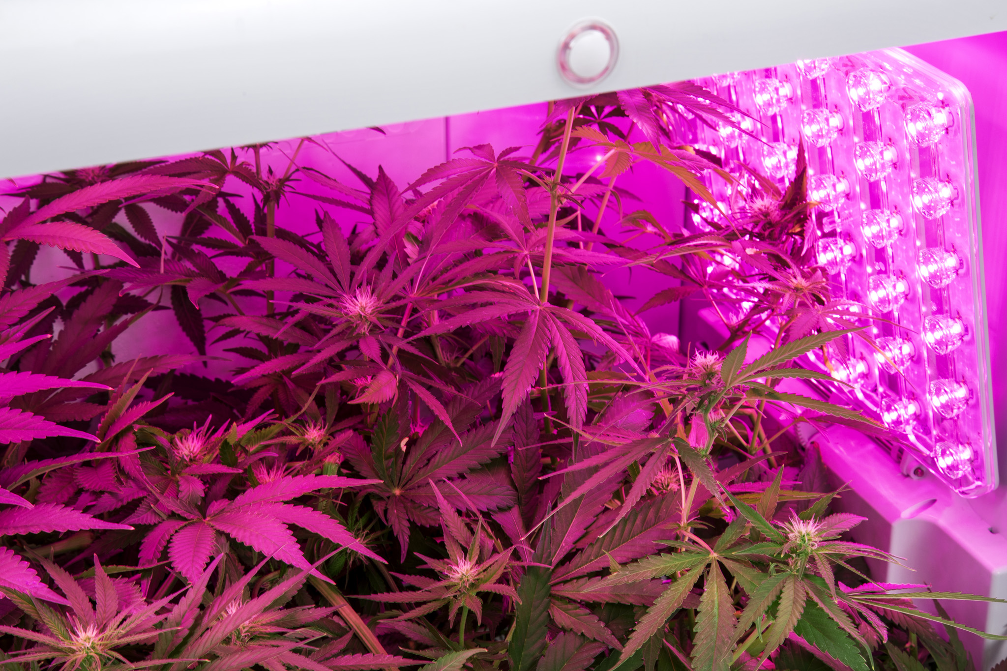 seedo grow box cannabis 4h2a0276