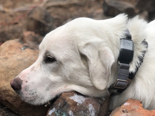 Fi GPS Dog Collar