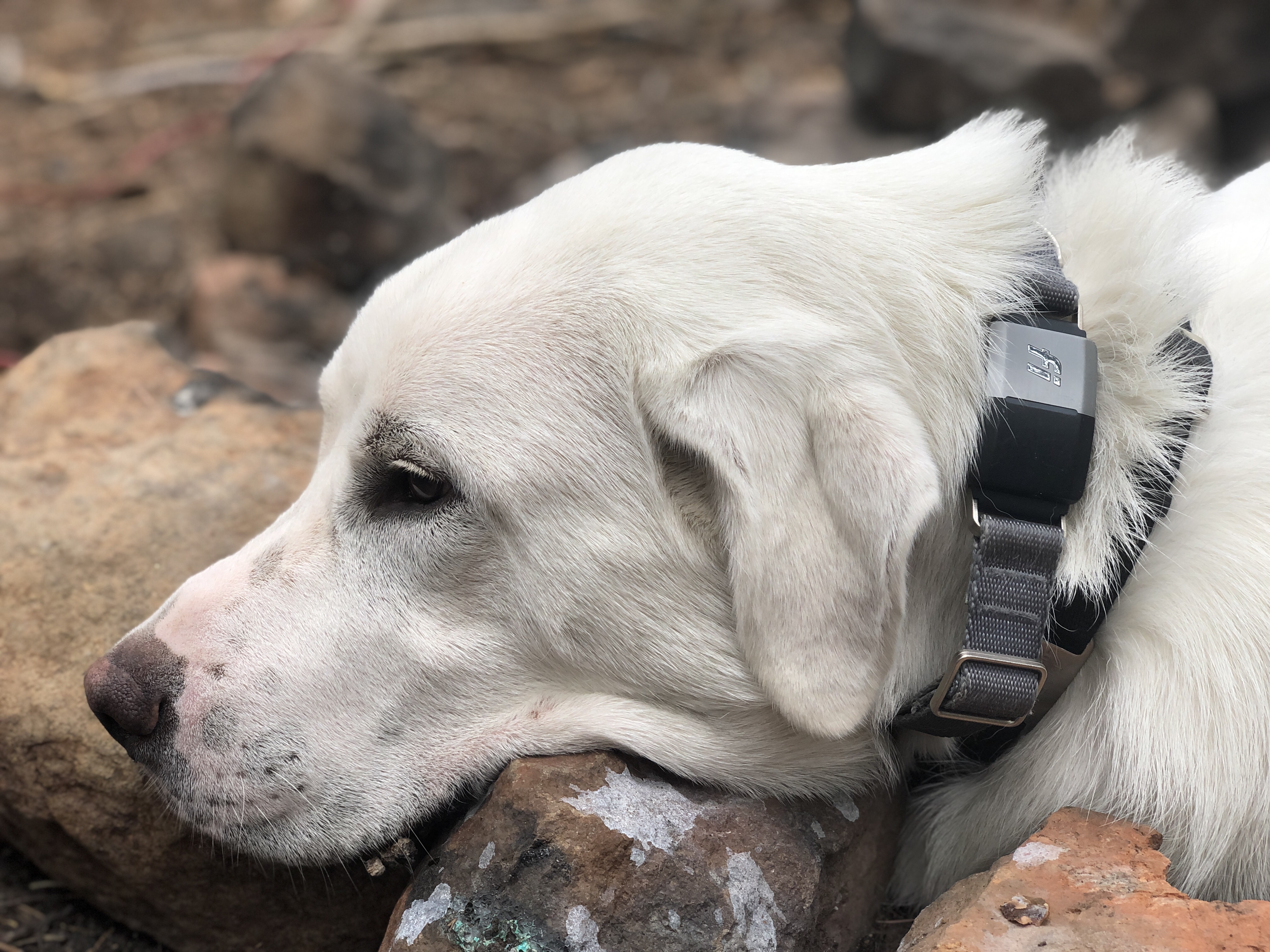 Fi GPS Dog Collar Review: 3-Month Battery Life In A Tiny Box | Digital  Trends