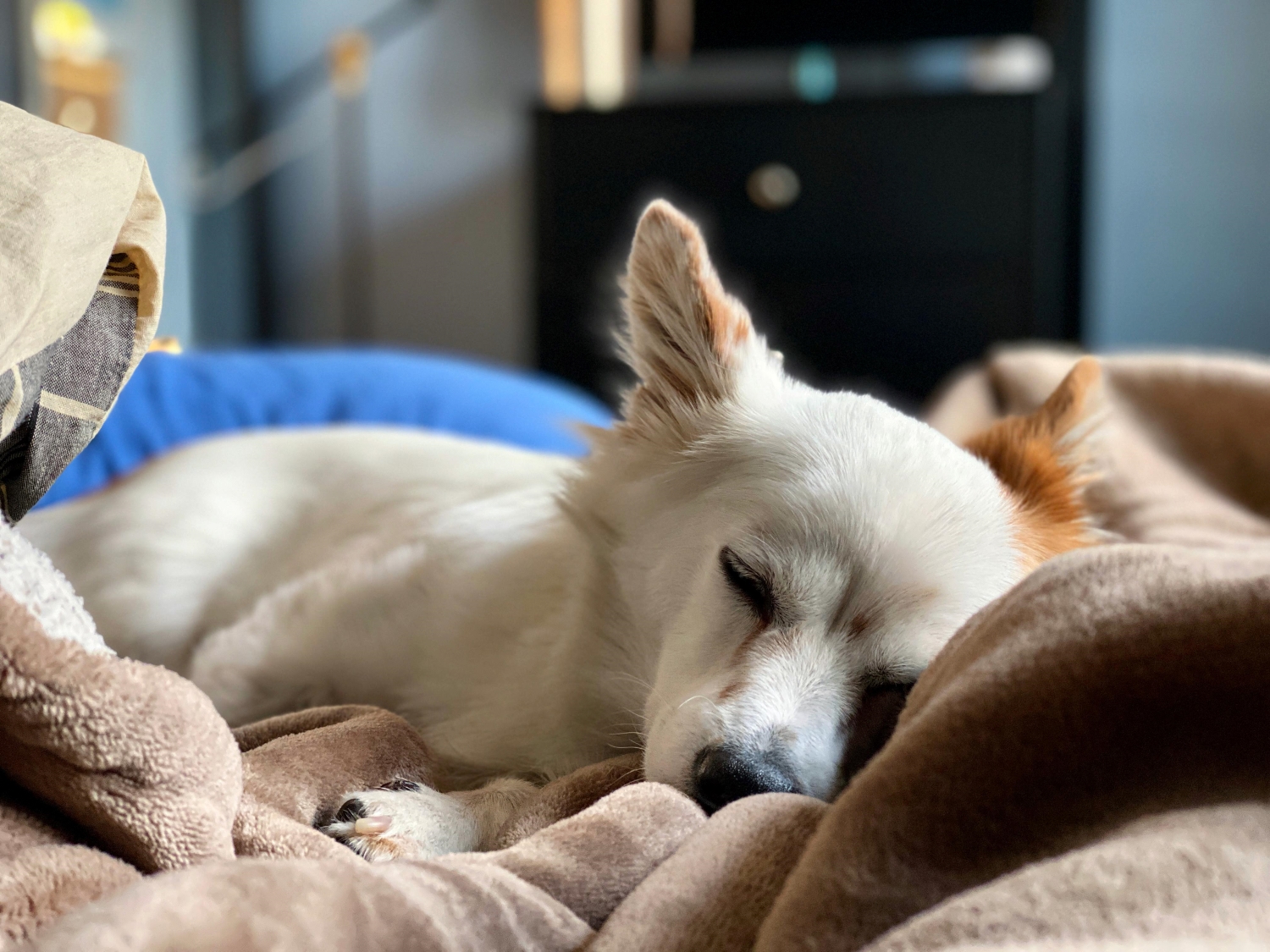 A portrait mode photo of a dog lying on a bed.