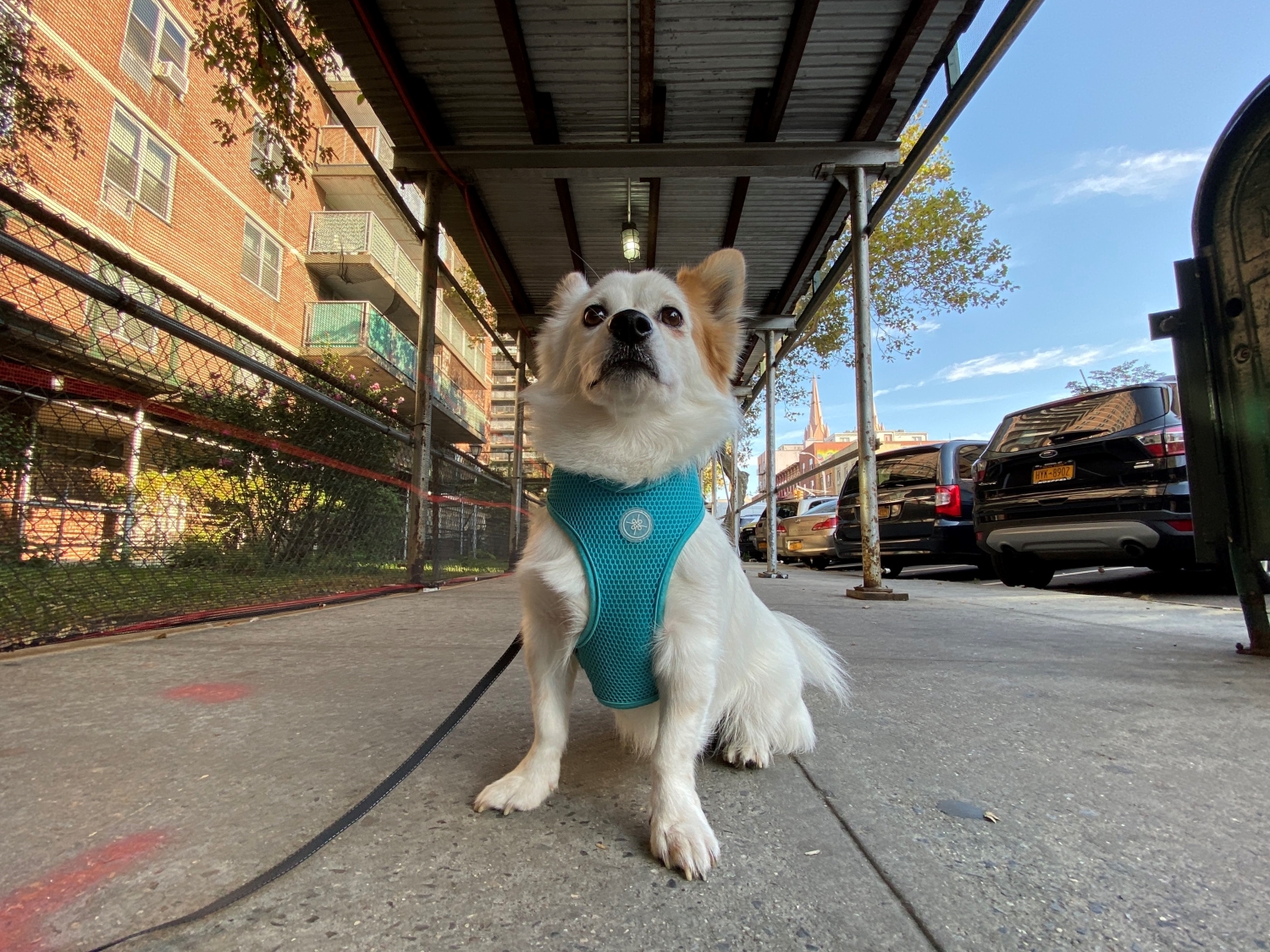 iphone 11 pro max ultra-wide-angle lens dog