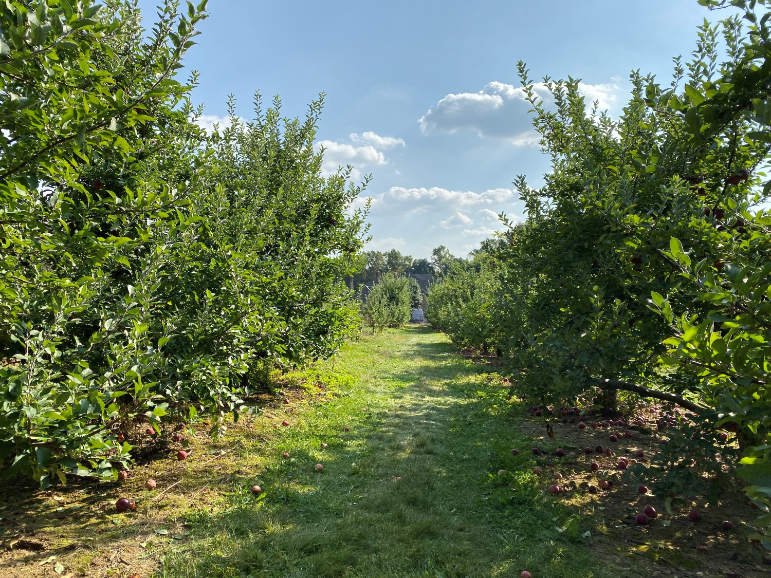 iphone 11 pro max ultra wide angle lens farm normal