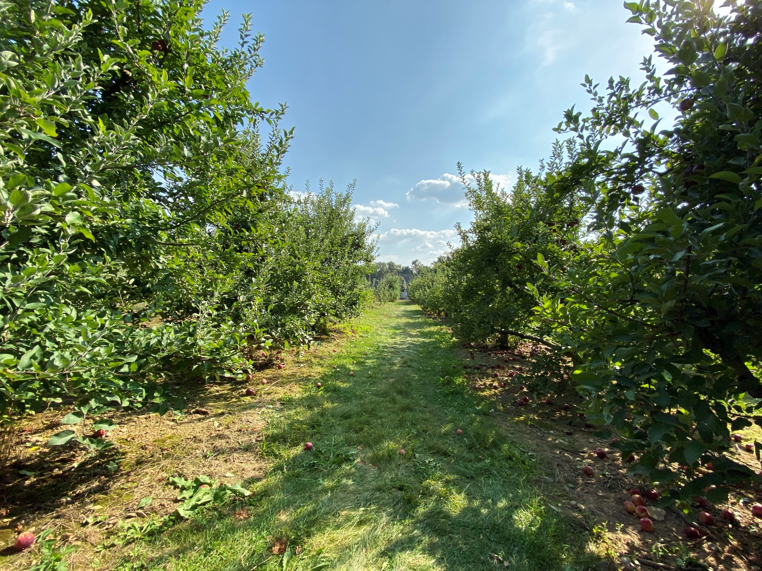ultra-wide-angle lens iPhone 11 pro max farm trees