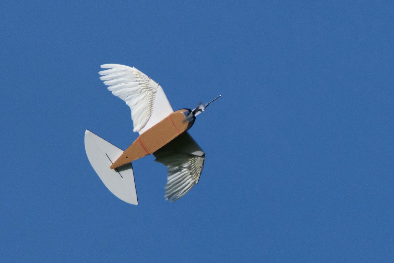 pigeon bot feather drone takes flight dl0 0218 2