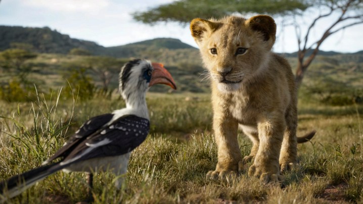 Young Simba and Zazu in the Pride Lands | Lion King VFX