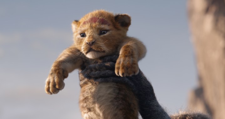 A young cub is held in The Lion King.