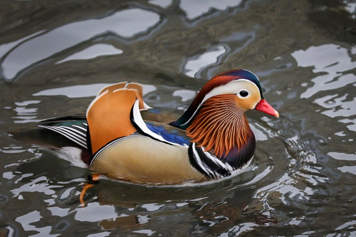 Mandarin duck