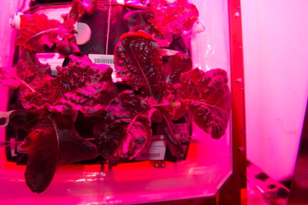 crops in space iss grown lettuce given the green light iss044e033362 veggie1 1