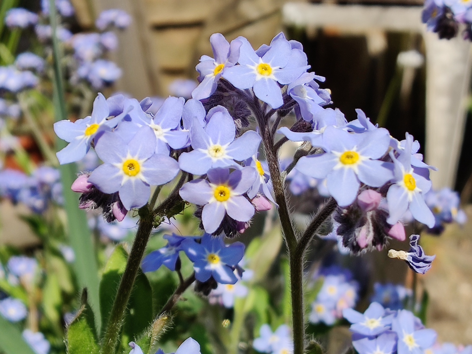 oneplus 8 pro review blue flowers