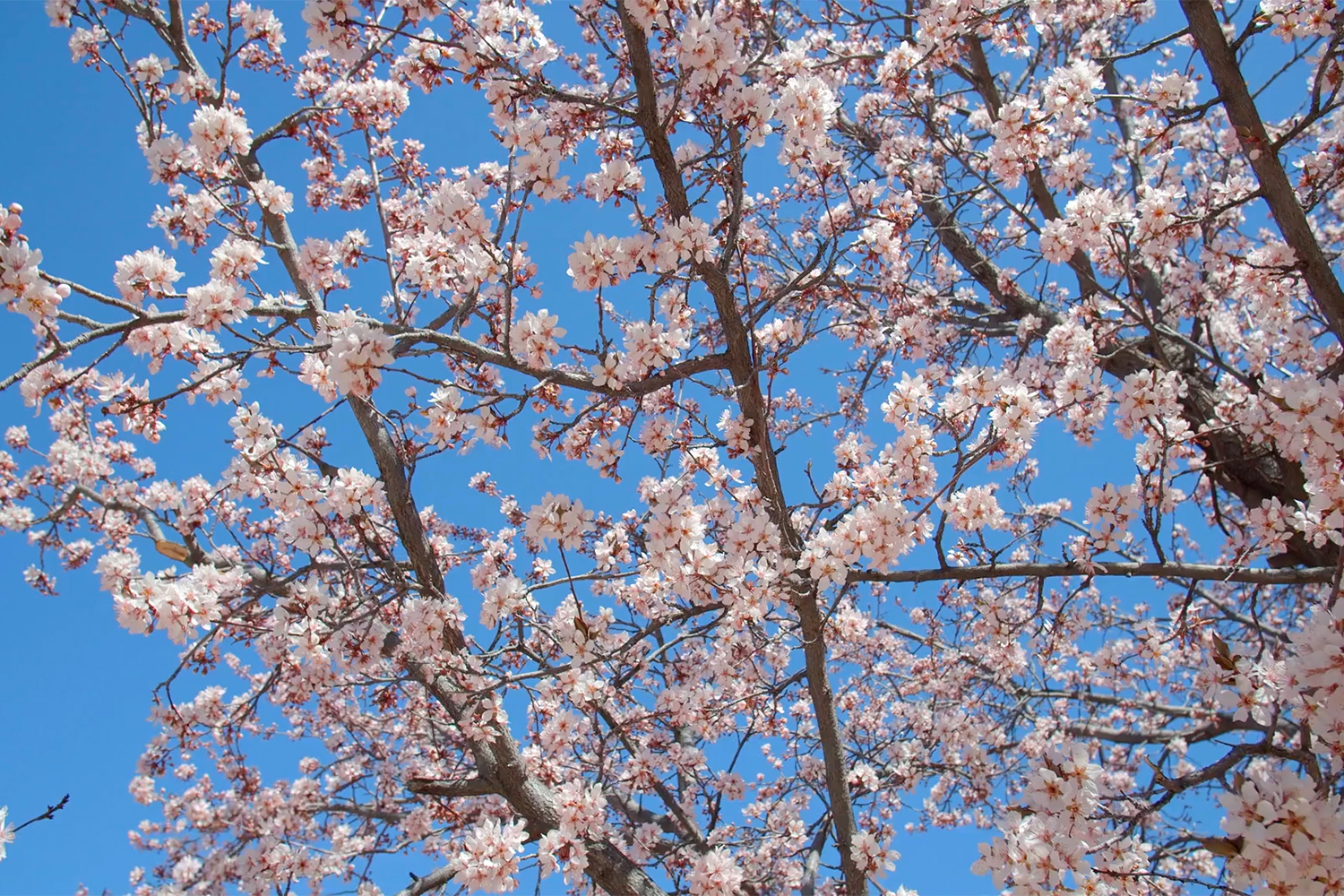 the best zoom backgrounds videoblocks cherry blossom tree leaves flowers