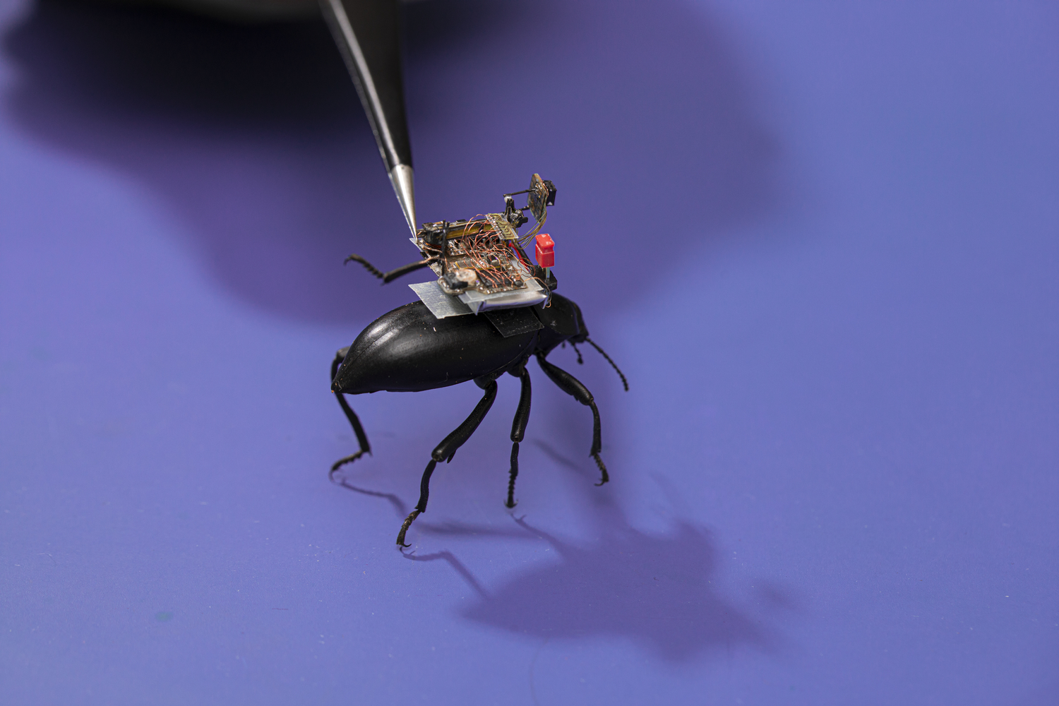 university of washington bug camera vikram and shayam discuss the challenges getting a tiny on beetle