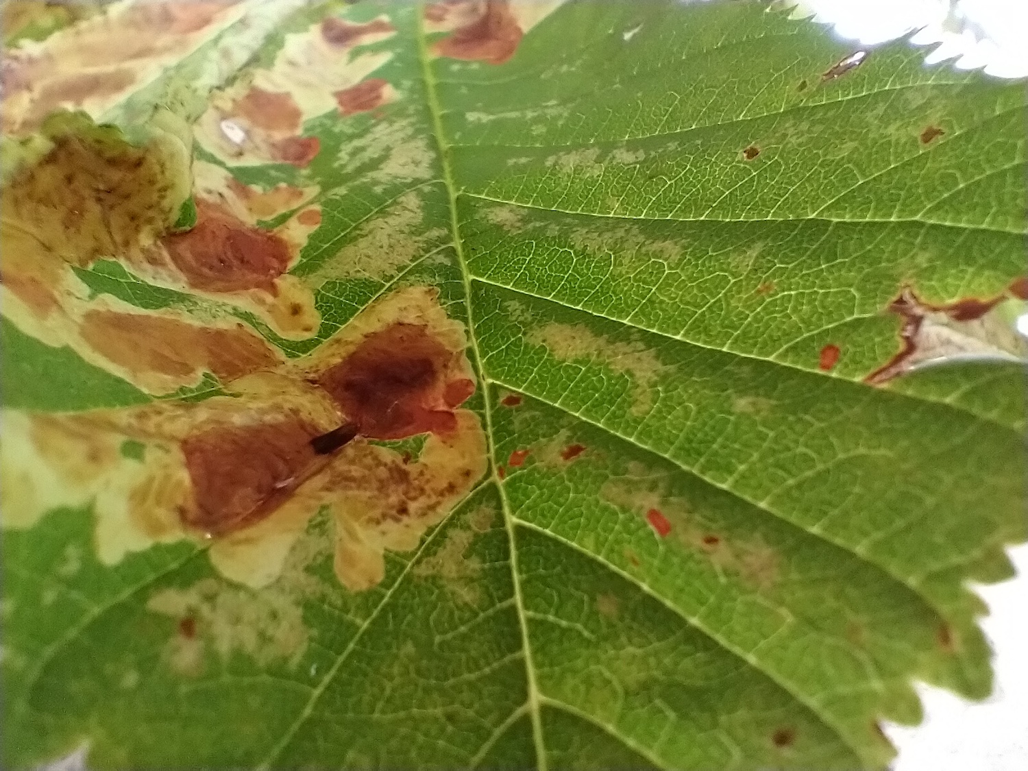 hmd global nokia 5 3 review leaf macro