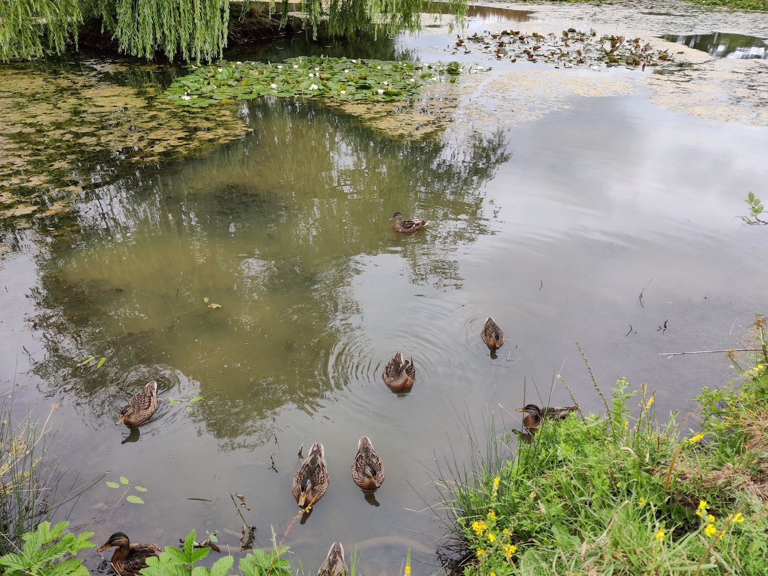 oneplus nord review ducks