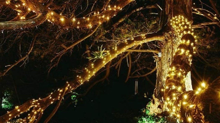 Luzes de Sanjicha penduradas em uma árvore. 