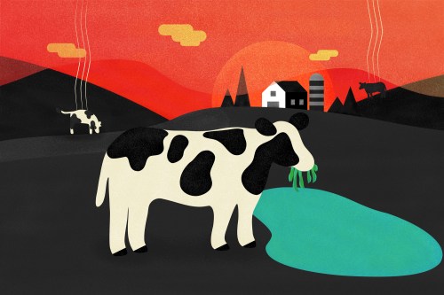 cows algae methane gas