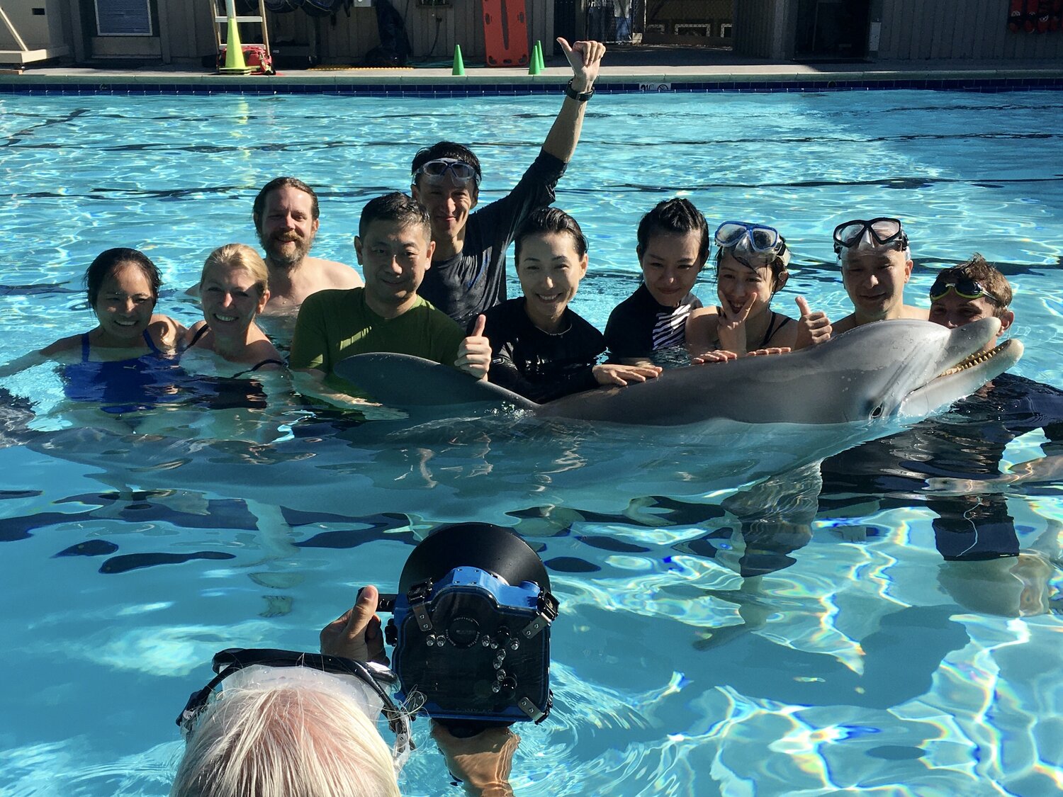 robot dolphin animatronic aquarium 19 redstar all pool2