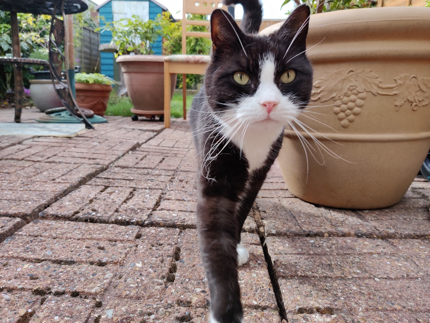 oneplus 8t review camera cat