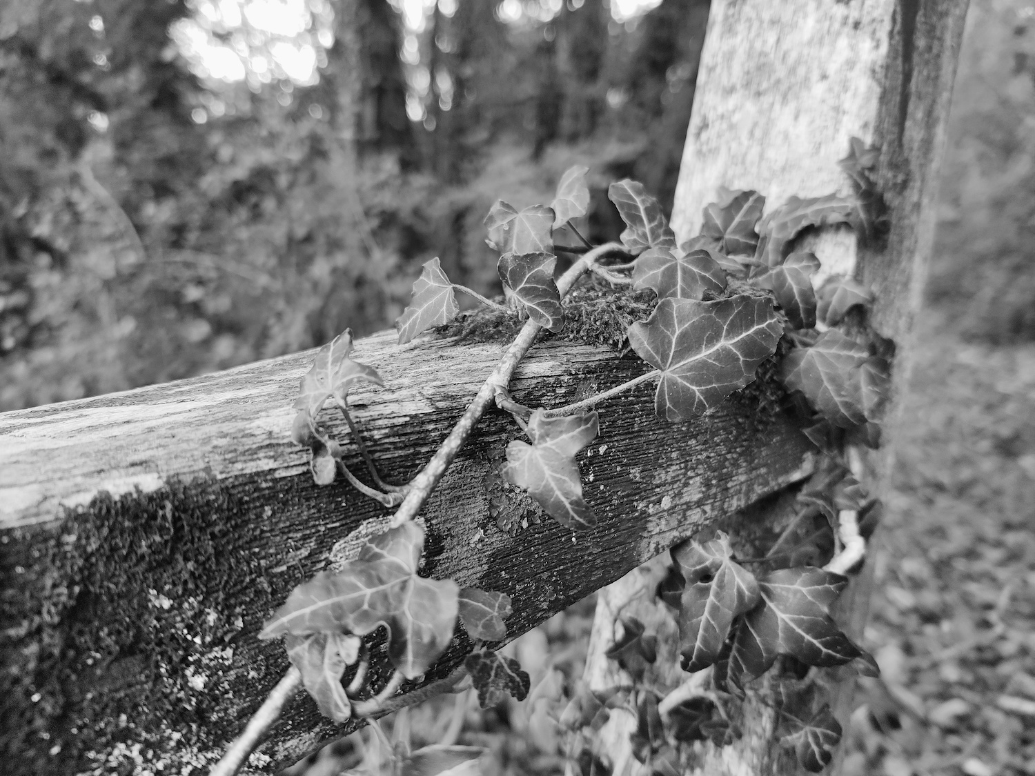 oneplus 8t monochrome camera mono ivy