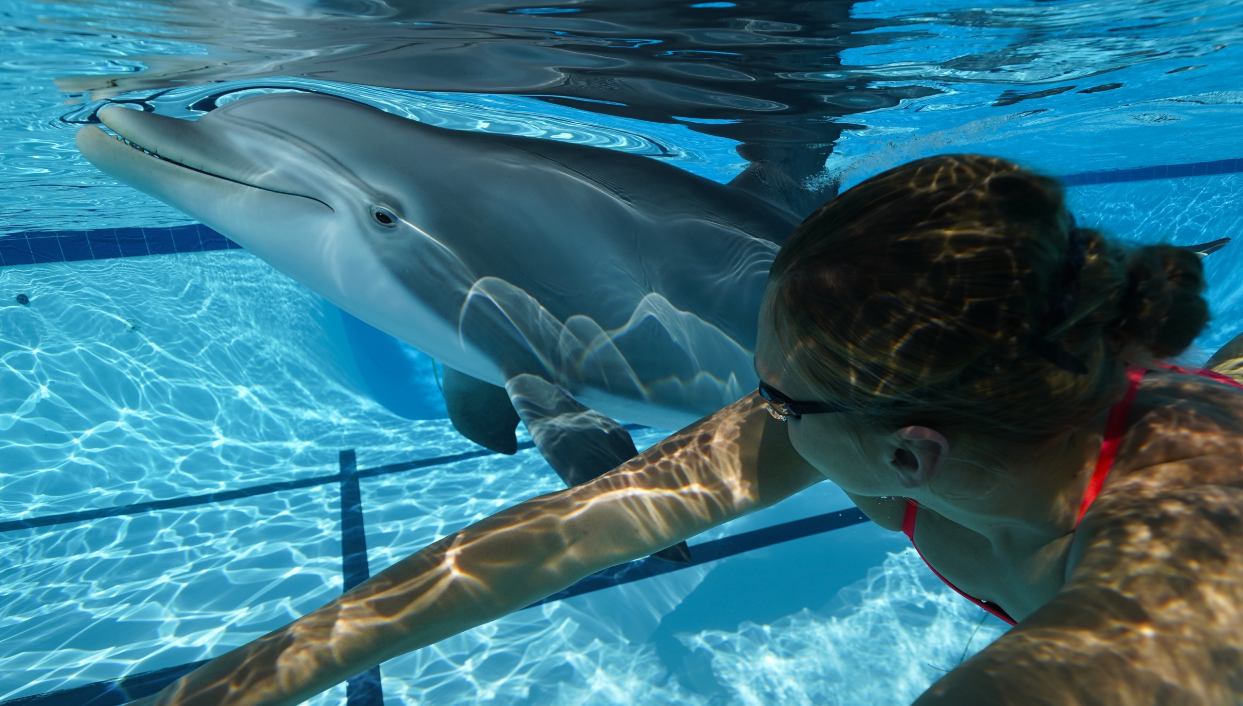 robot dolphin animatronic aquarium dolphin2